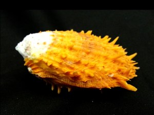 黃金海菊蛤 (Spondylus versicolor)