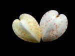 半心雞心蛤 (Lunulicardia hemicardia)