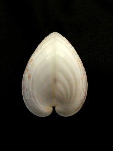 半心雞心蛤 (Lunulicardia hemicardia)