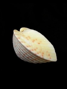 半心雞心蛤 (Lunulicardia hemicardia)