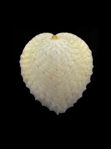 心形雞心蛤 (Corculum cardissa)