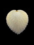 心形雞心蛤 (Corculum cardissa)