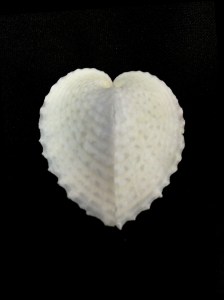 心形雞心蛤 (Corculum cardissa)