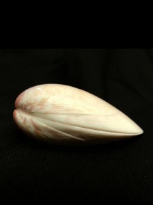 金華鳥尾蛤 (Laevicardium attenuatum)