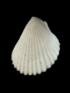 大白狐蛤 (Lima vulgaris)