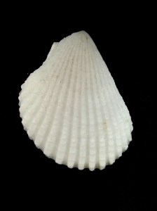 大白狐蛤 (Lima vulgaris)