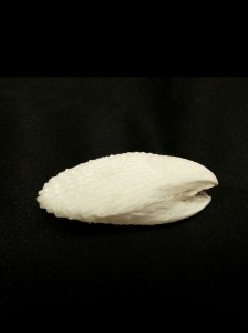 大白狐蛤 (Lima vulgaris)