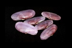 西施舌 (Sanguinolaria diphos)