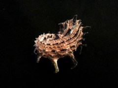 帝王棘冠螺 (Angaria delphinus f. melanacantha)