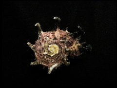 帝王棘冠螺 (Angaria delphinus f. melanacantha)