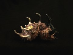 帝王棘冠螺 (Angaria delphinus f. melanacantha)