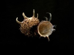 帝王棘冠螺 (Angaria delphinus f. melanacantha)