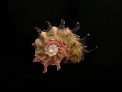 Angaria delphinus atrata