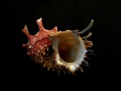 Angaria delphinus atrata