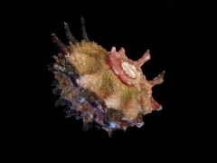 Angaria delphinus atrata