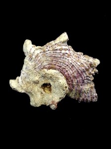 棘冠螺 (Angaria delphinus)