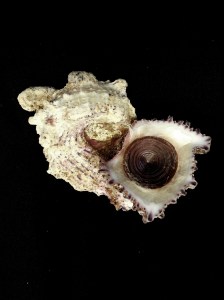 棘冠螺 (Angaria delphinus)