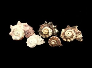 棘冠螺 (Angaria delphinus)