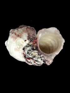 棘冠螺 (Angaria delphinus)