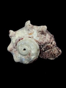 棘冠螺 (Angaria delphinus)