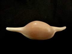 長菱角螺 (Volva volva)