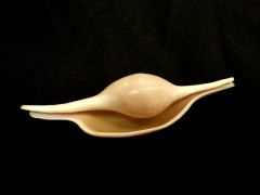 長菱角螺 (Volva volva)