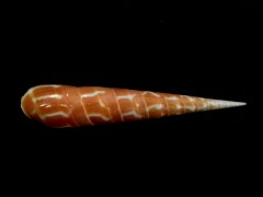 紅鑽螺 (Terebra dimidiata)