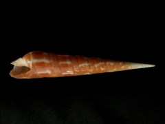 紅鑽螺 (Terebra dimidiata)