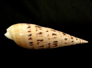 大筍螺 (Terebra maculata)