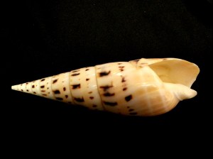 大筍螺 (Terebra maculata)