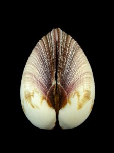 大簾蛤 (Periglypta magnifica)