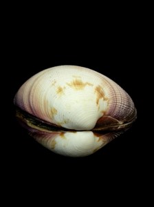 大簾蛤 (Periglypta magnifica)