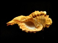 大象法螺 (Cymatium pyrum)