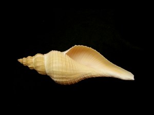 長香螺 (Hemifusus colosseus)