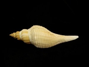 長香螺 (Hemifusus colosseus)