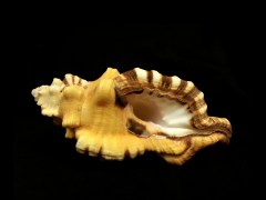 象鼻法螺 (Cymatium lotorium)