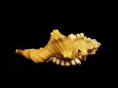 象鼻法螺 (Cymatium lotorium)