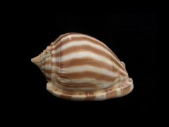 條紋鬘螺 (Phalium flammiferum)