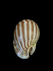 條紋鬘螺 (Phalium flammiferum)