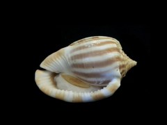 條紋鬘螺 (Phalium flammiferum)