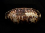 叢雲寶螺 (Cypraea testufinaria)