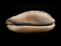 叢雲寶螺 (Cypraea testufinaria)