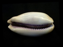 紫口寶螺 (Cypraea carneola)