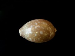 白星寶螺 (Cypraea vitellus)