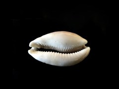 白星寶螺 (Cypraea vitellus)