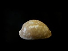 白星寶螺 (Cypraea vitellus)