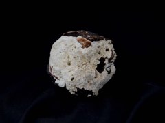 黑蛇螺 (Serpulorbis colubrinus Roding)