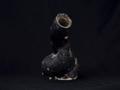 黑蛇螺 (Serpulorbis colubrinus Roding)