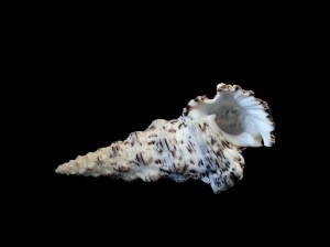 寶塔蟹守螺 (Cerithium nodulosum)