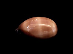 酒桶寶螺 (Cypraea talpa)